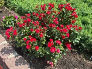 🌼 Community Appreciation: Women’s Soccer Team Beautifies USA Garden